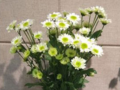 포키