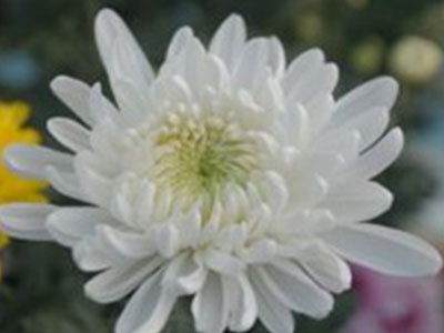 운백