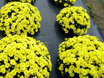 샤니볼